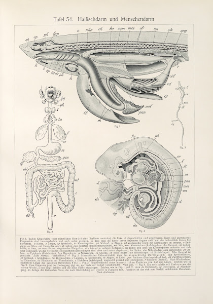 Haifischdarm und Menschendarm 1909