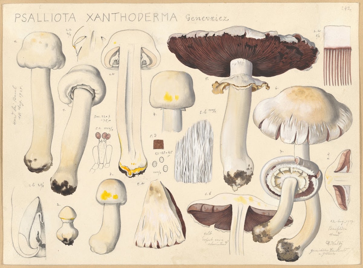 Psalliota xanthoderma Genevriez 1915 1945