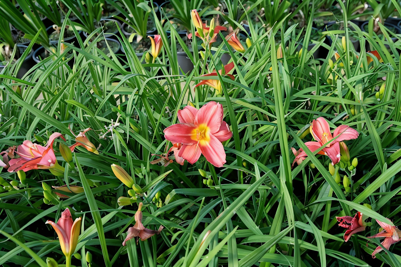 Hemerocallis Rosy Returns in piena fioritura, ideale per il design da giardino