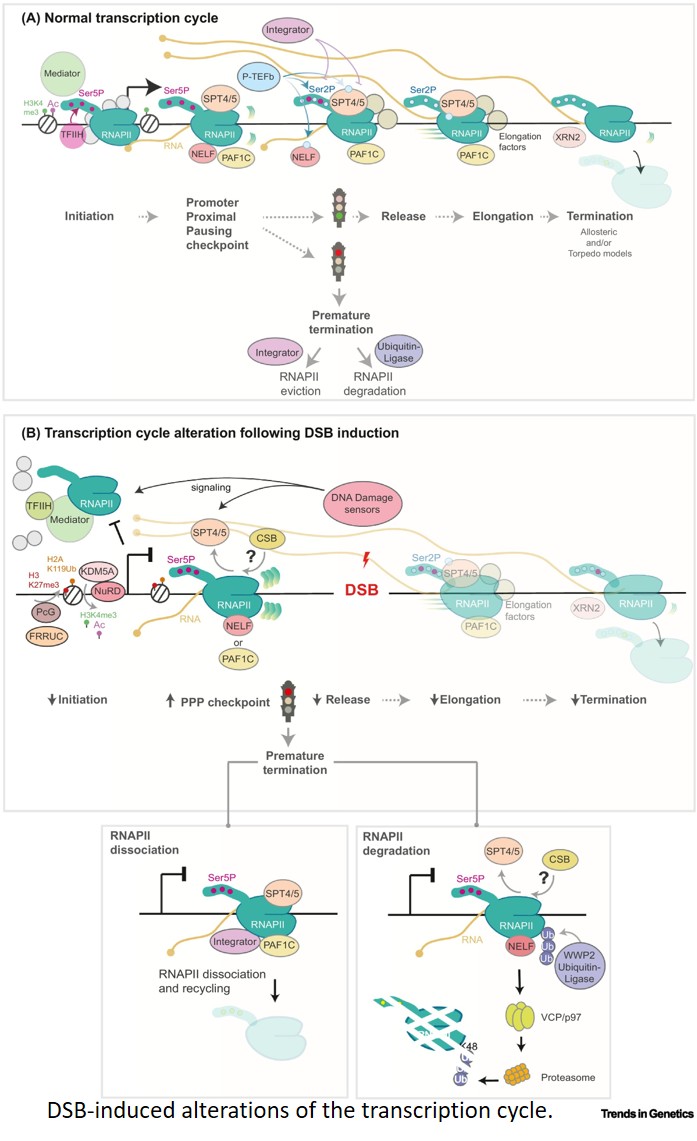 Transcription in check at DNA double-strand breaks