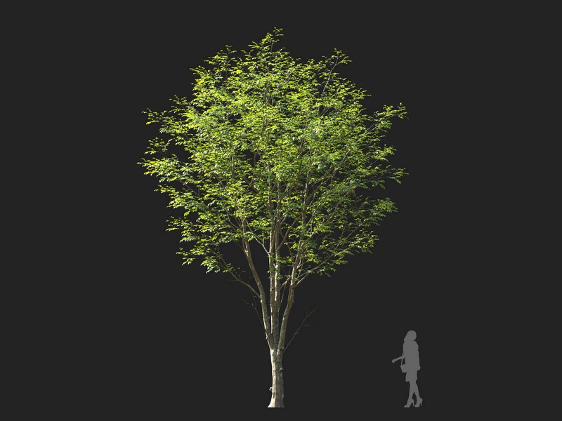 Maxtree - Plant Models Vol.114