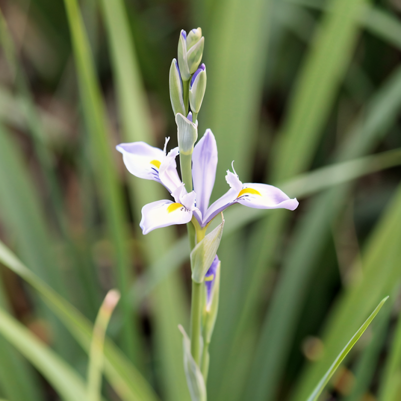 Dietes iridioides in fiore con petali bianchi e marcature gialle
