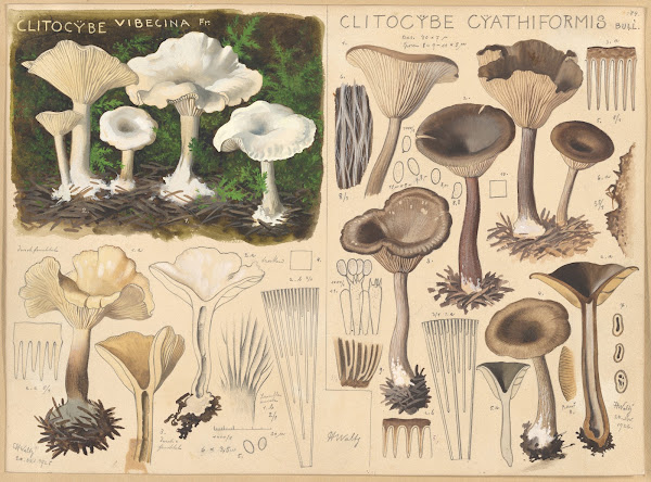 Clitocybe vibecina Clitocybe cyathiformis 1915 1945