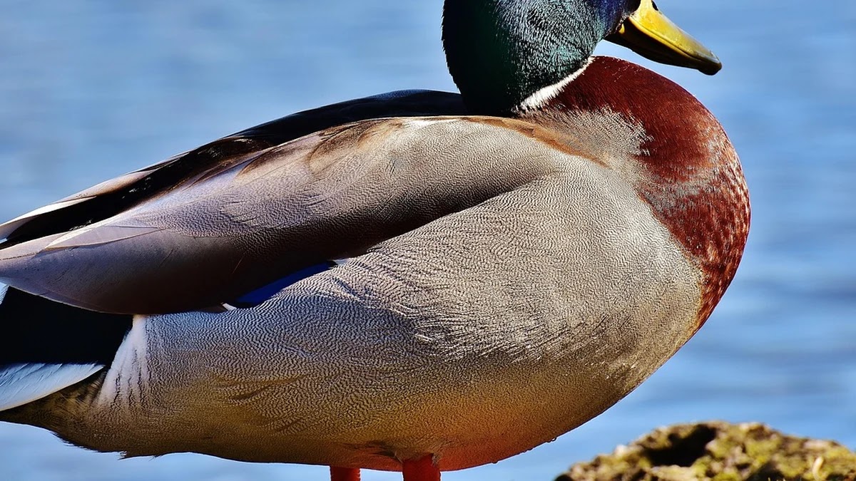 만기일시상환과 원리금균등상환 방식 이해와 선택 기준