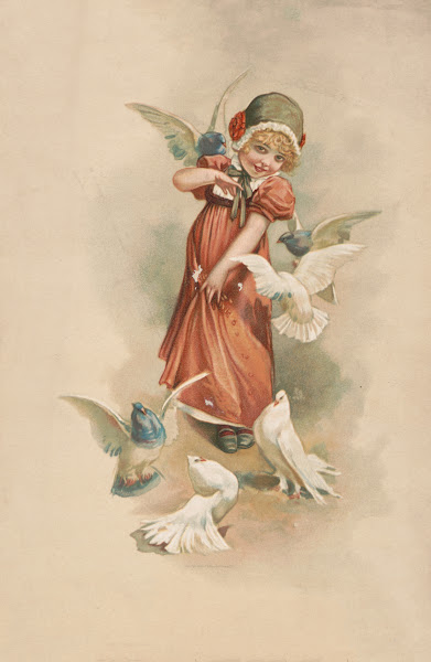 Doves 1893