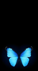 Luxury Private Jet Interior Cabin