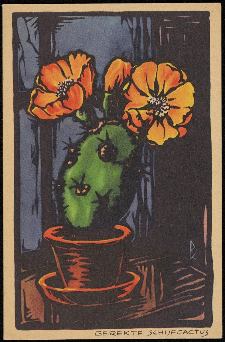 Gerekte Schijfcactus 1906