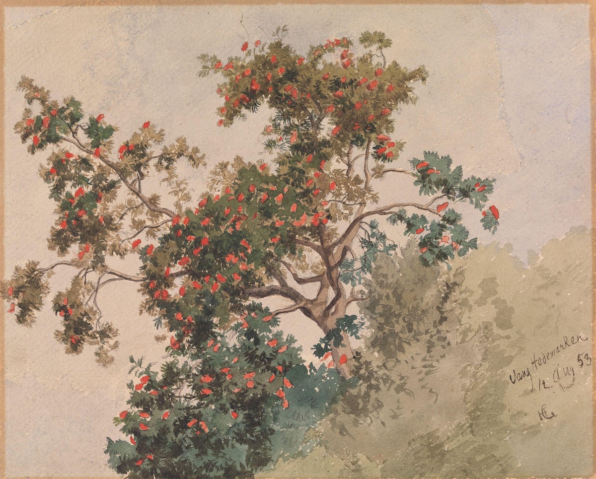 Rognebærtre Vang 1853