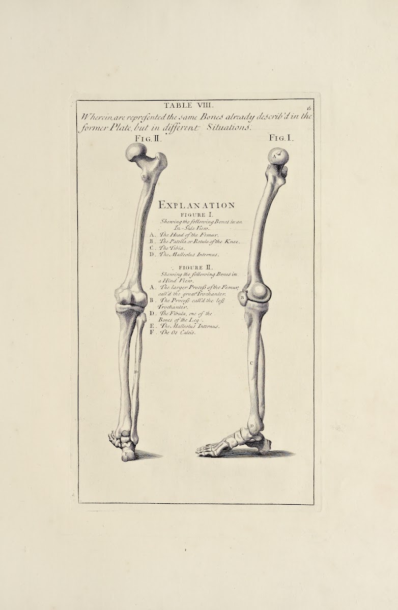 Anatomy improvd and illustrated with regard to the uses thereof in designing Pl0