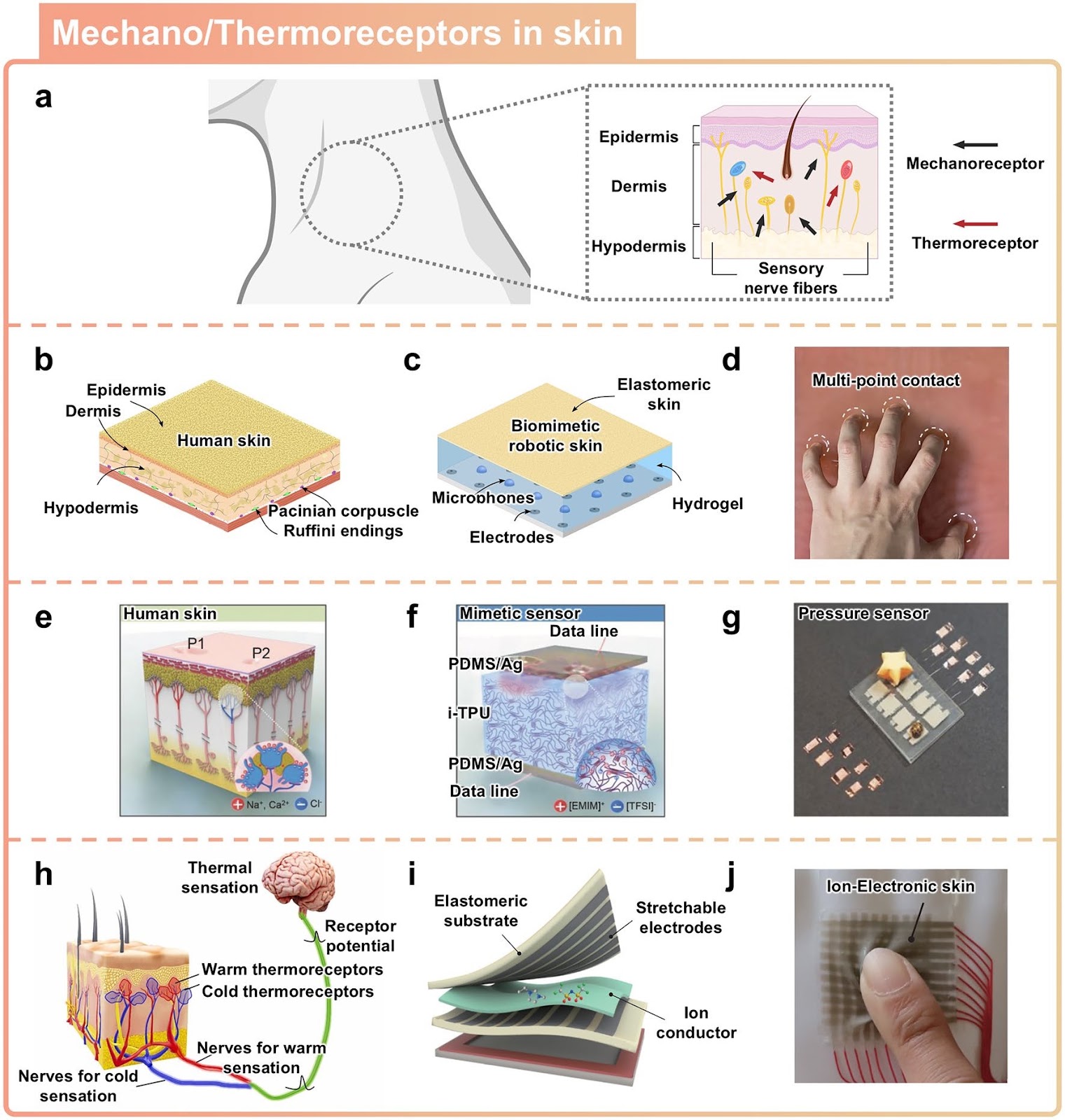 Bio-Inspired Ionic Sensors: Transforming Natural Mechanisms into Sensory Technologies