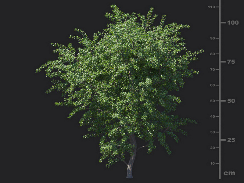 Maxtree - Plant Models Vol.129