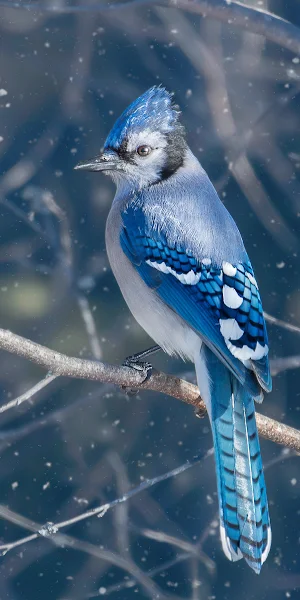 Blue Jay, Cyanocitta, Bird, Winter, Snow 4K iPhone Wallpaper Background