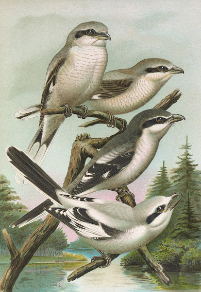 Lanius excubitor borealis Lanius meridionalis Lanius excubitor Homeyeri
