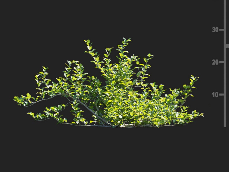 Maxtree - Plant Models Vol.112