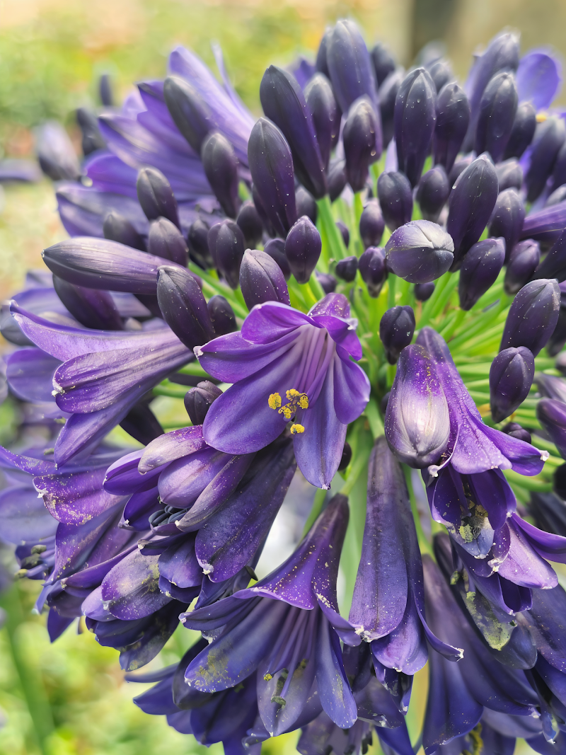 Agapanthus 'Midnight Sky' in piena fioritura con fiori blu intenso in un giardino mediterraneo