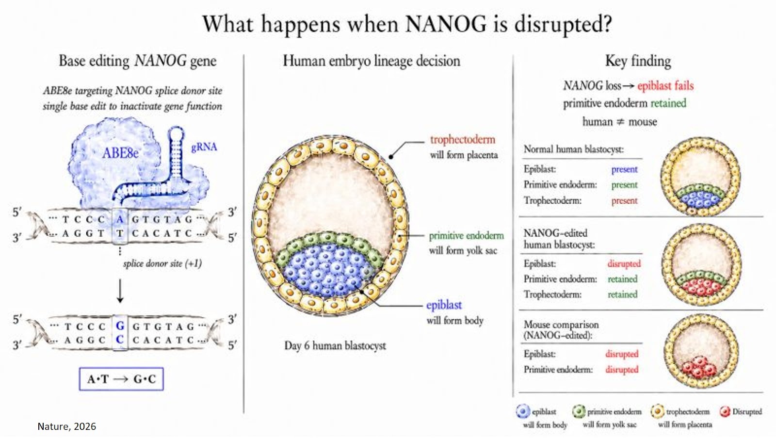 Role for NANOG in human embryogenesis
