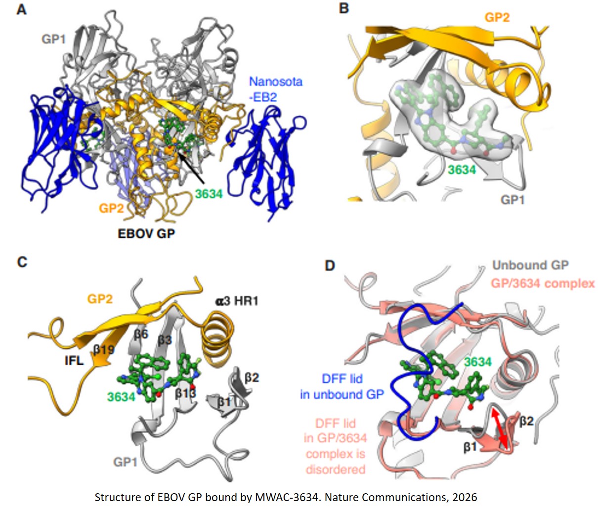 A small molecule inhibits Ebola virus entry through glycoprotein stabilization