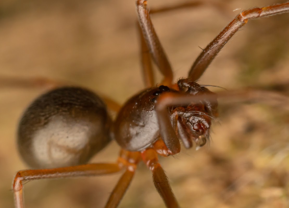 Diplostyla concolor