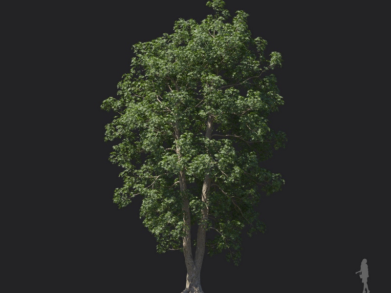 Maxtree - Plant Models Vol.121