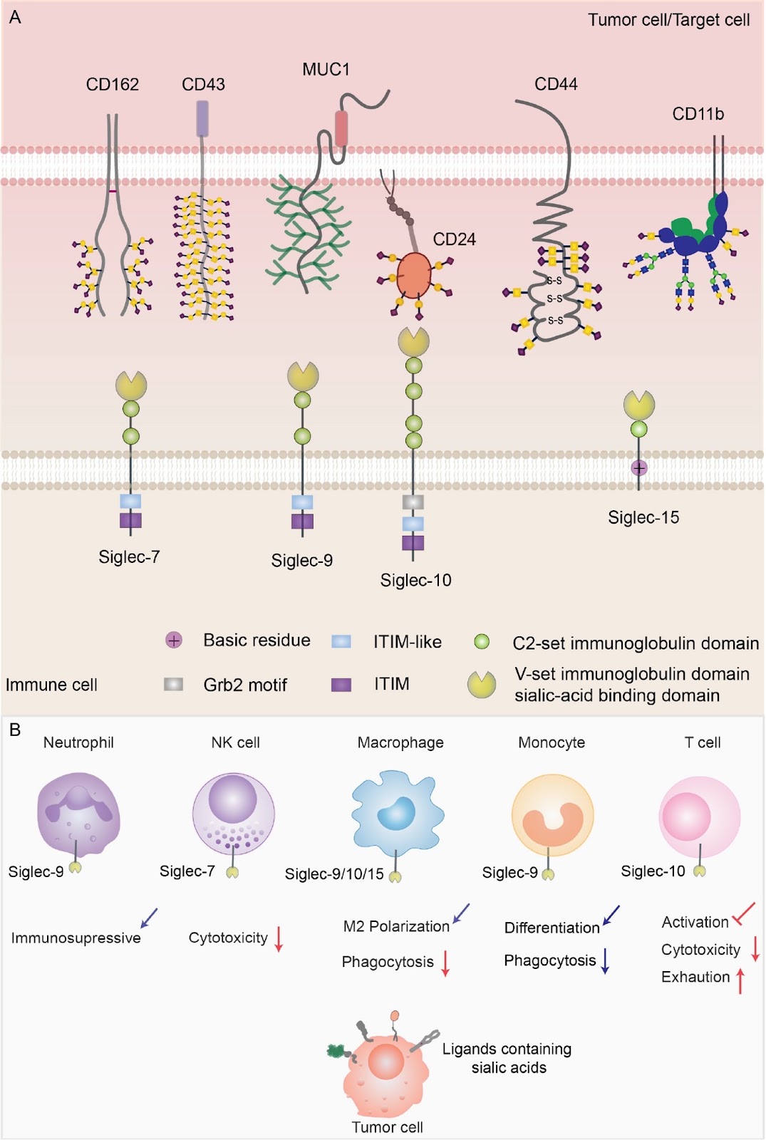 Glycosylation in the tumor immune response: the bitter side of sweetness