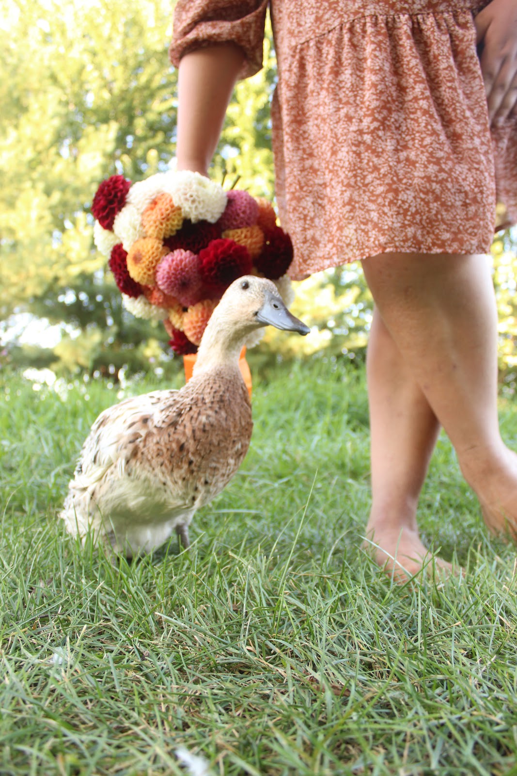 Welsh Harlequin Duckling