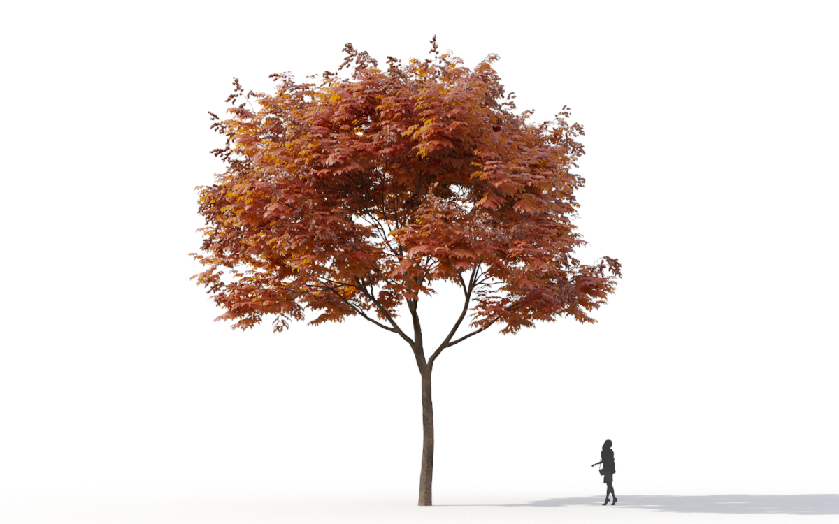 Maxtree - Plant Models Vol.11