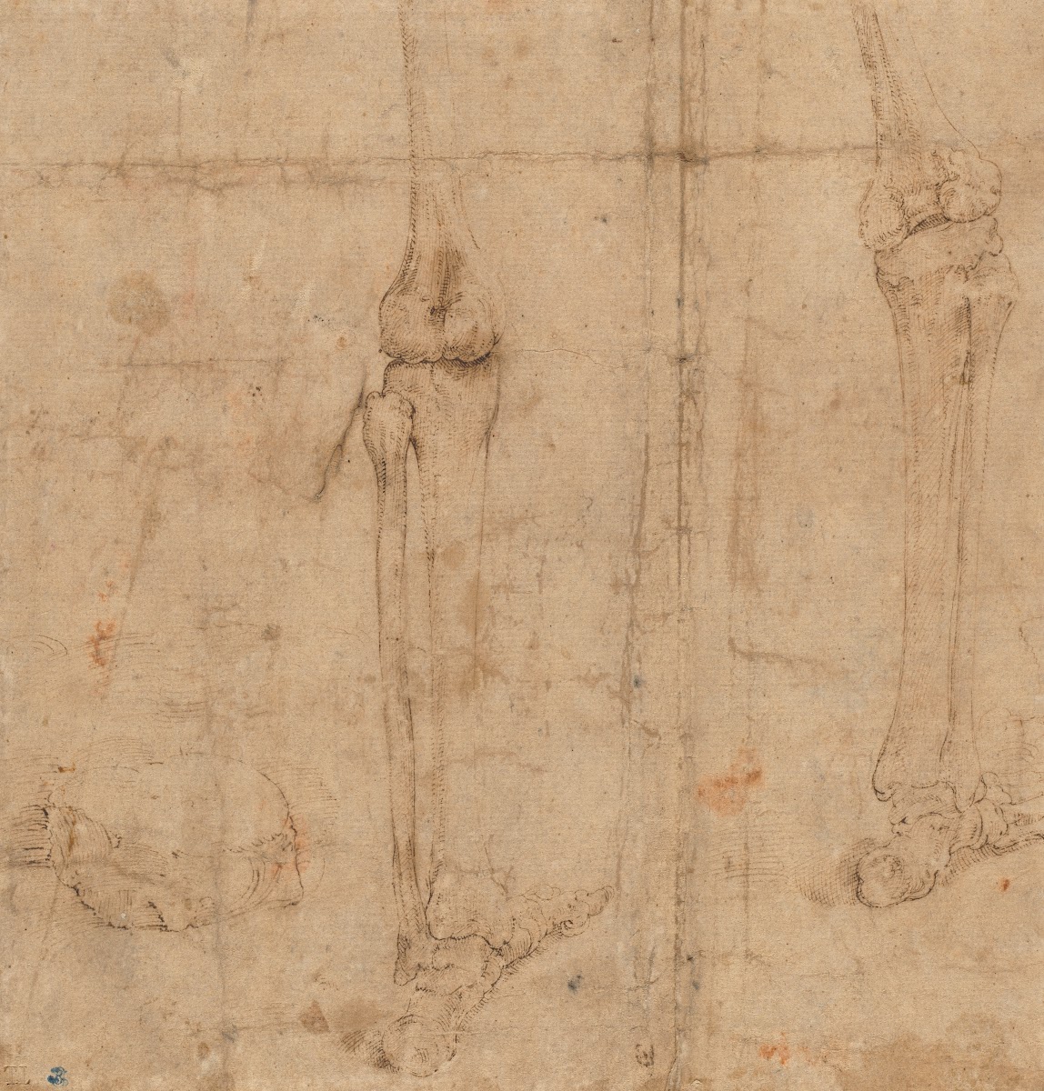 Lower Half of Skeleton from the Back early 1540s