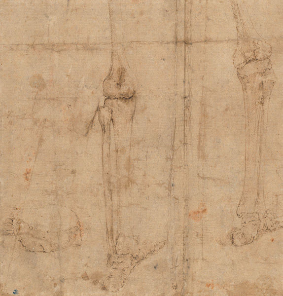 Lower Half of Skeleton from the Back early 1540s
