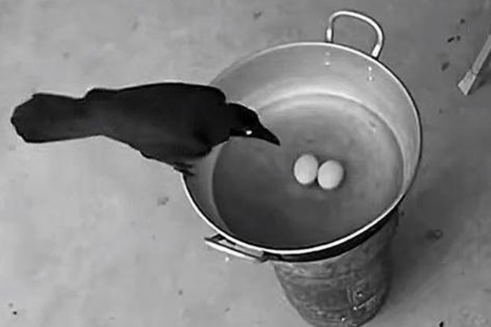 Lắp camera bắt kẻ trộm, thầy giáo sốc nặng khi biết thủ phạm - Tạp chí Người Đưa Tin