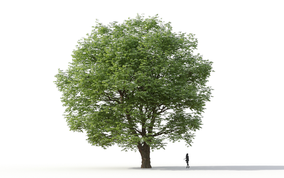 Maxtree - Plant Models Vol.11