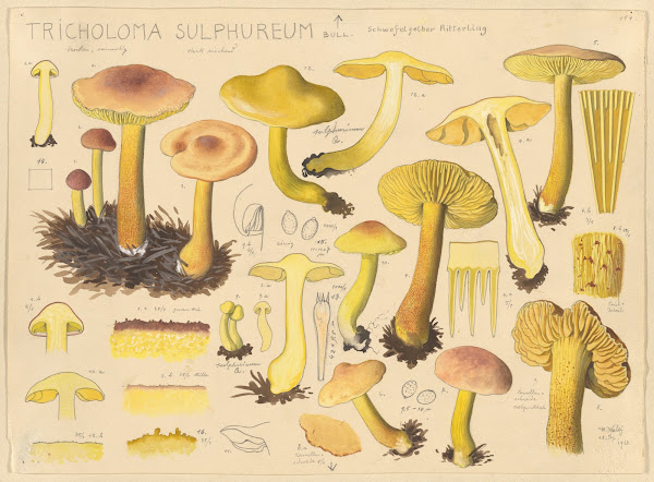 Tricholoma sulphureum Bull 1915 1945