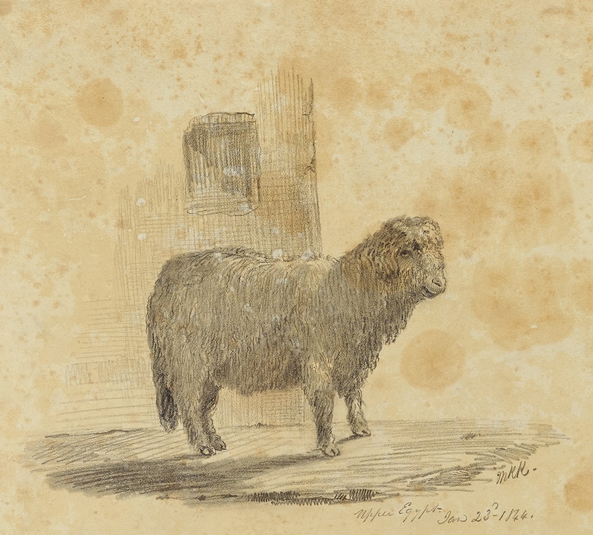 Sheep