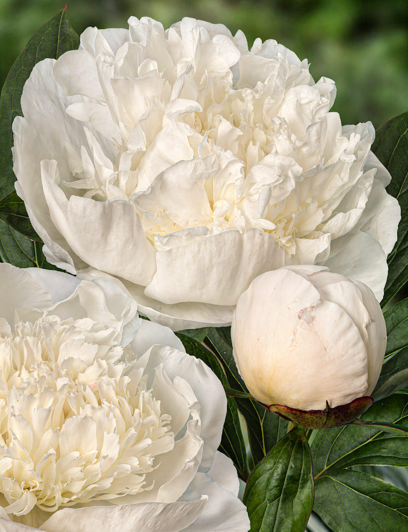 Paeonia lactiflora 'Immaculée' in piena fioritura, grandi fiori bianchi nel giardino primaverile