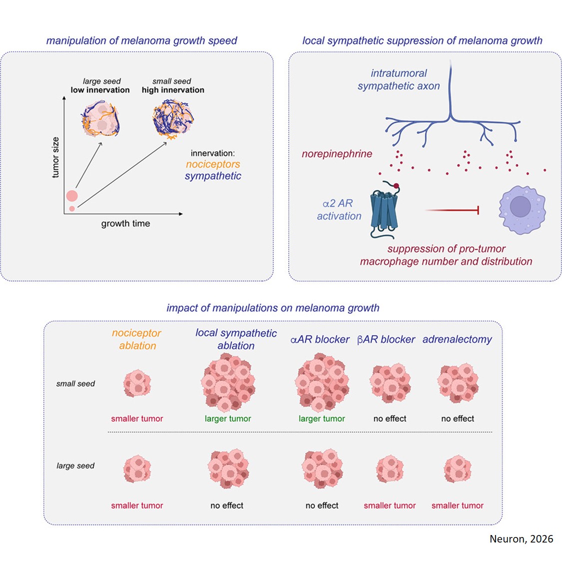 A local sympathetic-immune axis inhibits melanoma growth in mice by dictating adrenergic control