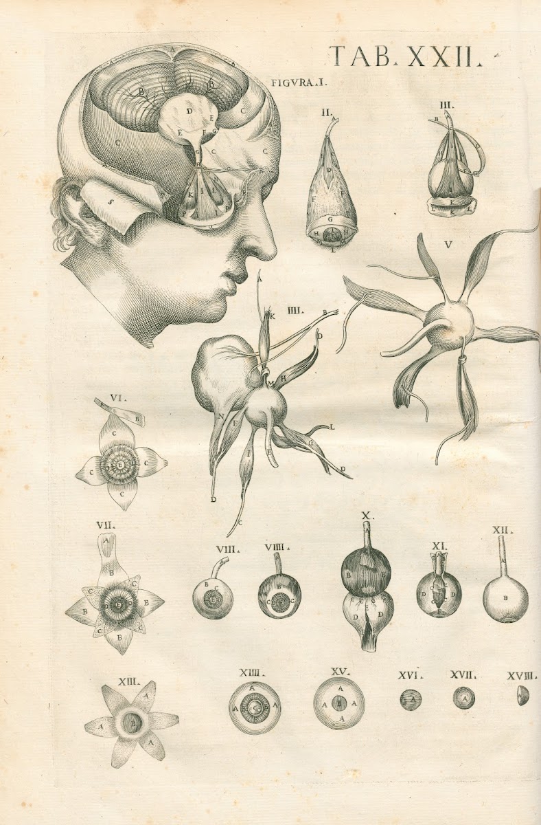 Tabulae anatomicae a celeberrimo pictore Petro Berretino Cortonensi Pl22 1741
