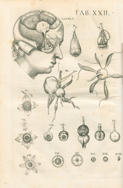 Tabulae anatomicae a celeberrimo pictore Petro Berretino Cortonensi Pl22 1741