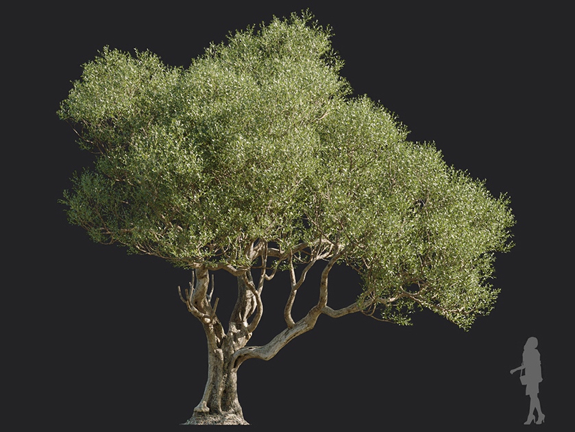 Maxtree - Plant Models Vol.113