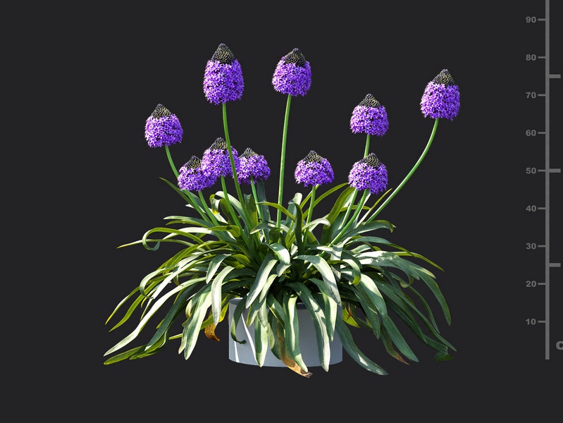 Maxtree - Plant Models Vol.115