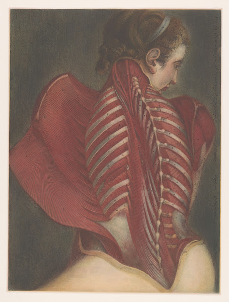Anatomical representation of the back Michel Duplain 1745   1746