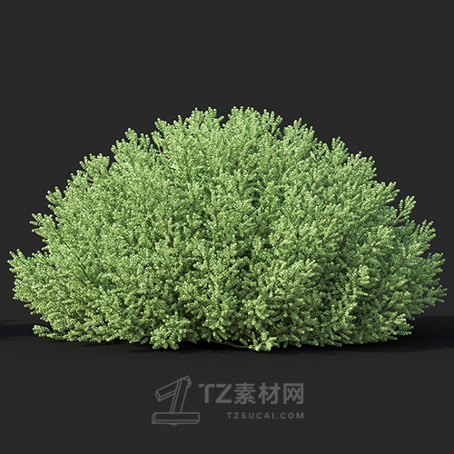 Maxtree - Plant Models Vol.60