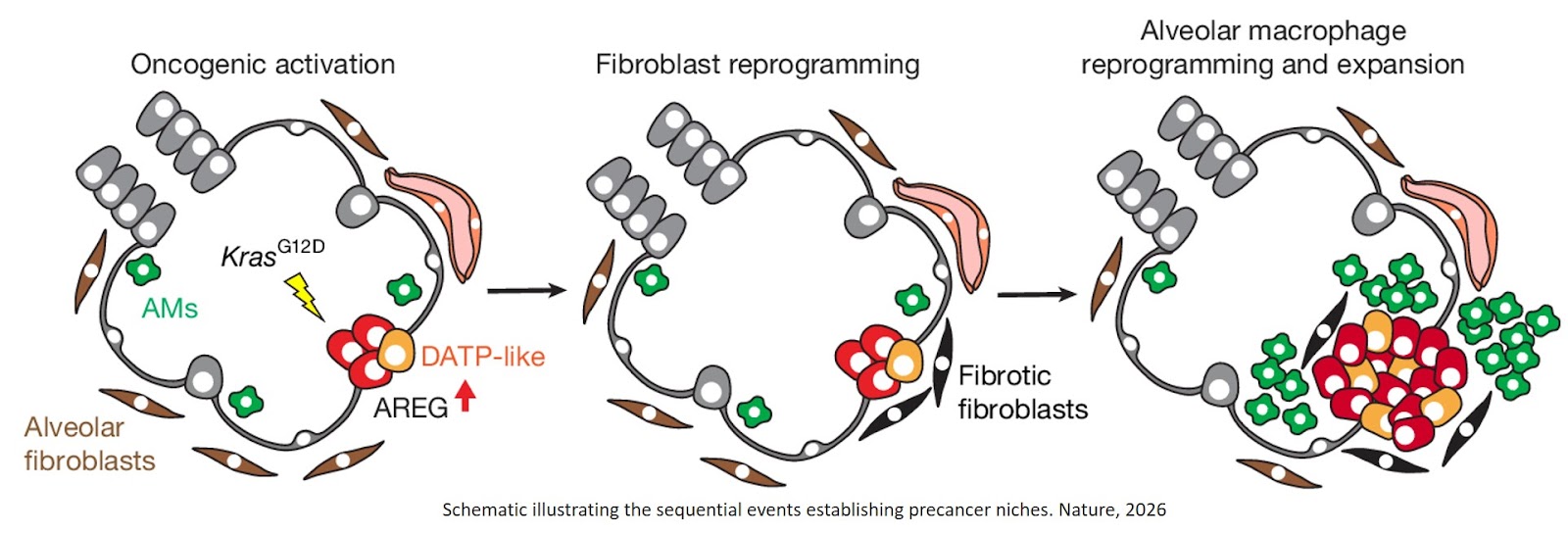 Early fibrotic niches establish tumour-permissive microenvironments