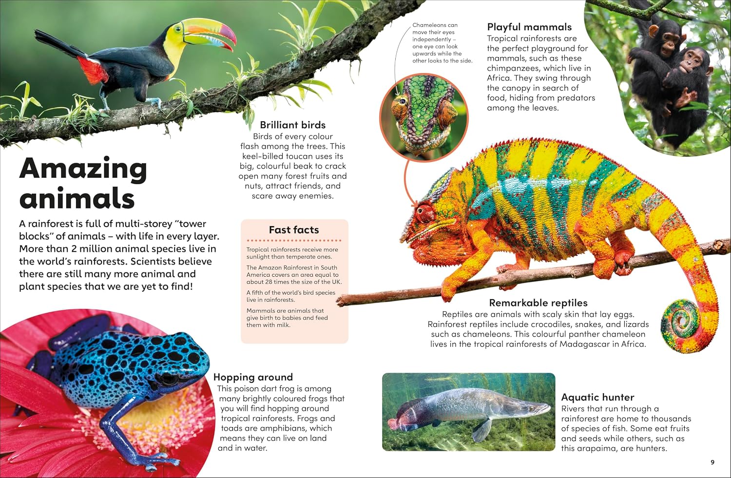 Eyewonder Rainforest - thumbnail 2