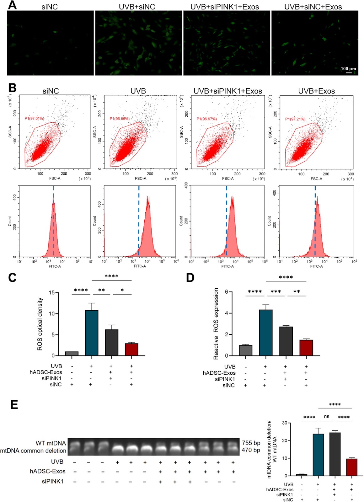 Human adipose-derived stem cell exosomes reduce mitochondrial DNA common deletion through PINK1/Parkin-mediated mitophagy to improve skin photoaging