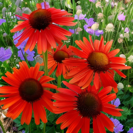 Echinacea purpurea 'Hot Lava' in piena fioritura in un giardino assolato