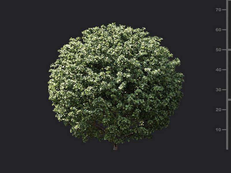 Maxtree - Plant Models Vol.119