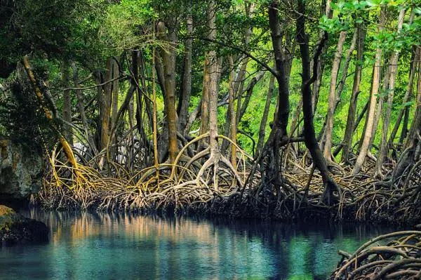 Pichavaram Mangrove Forest