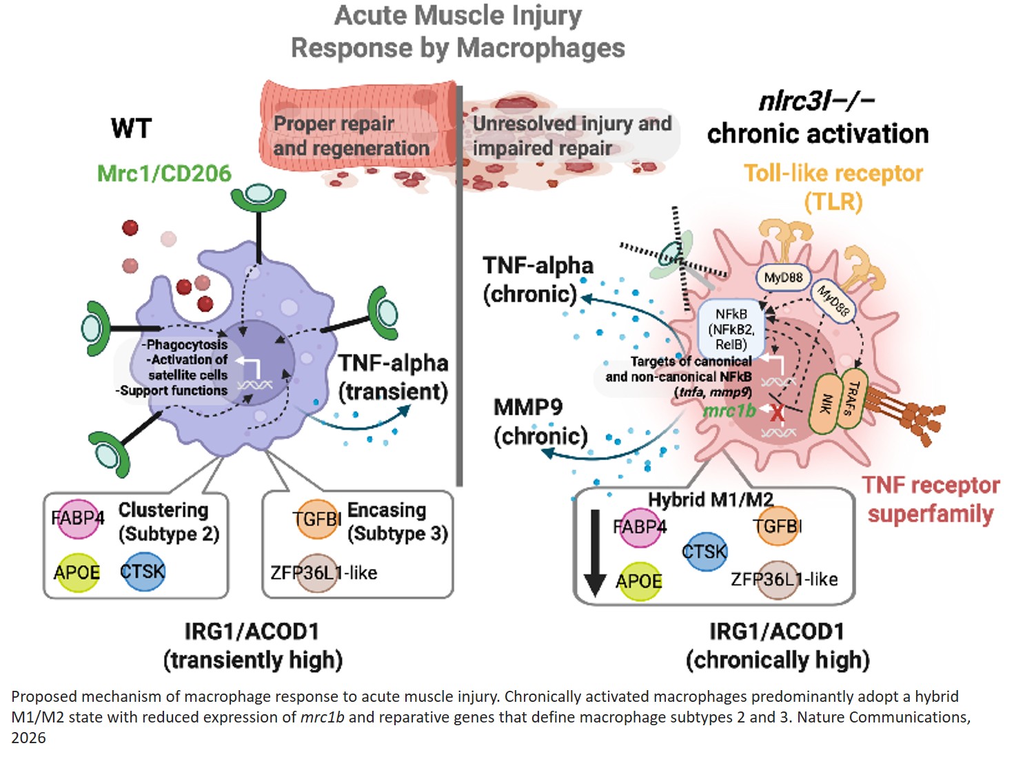 Chronic macrophage activation derails  muscle repair by disrupting mannose- receptor-linked plasticity revealed by  endogenous irg1/acod1 tracking
