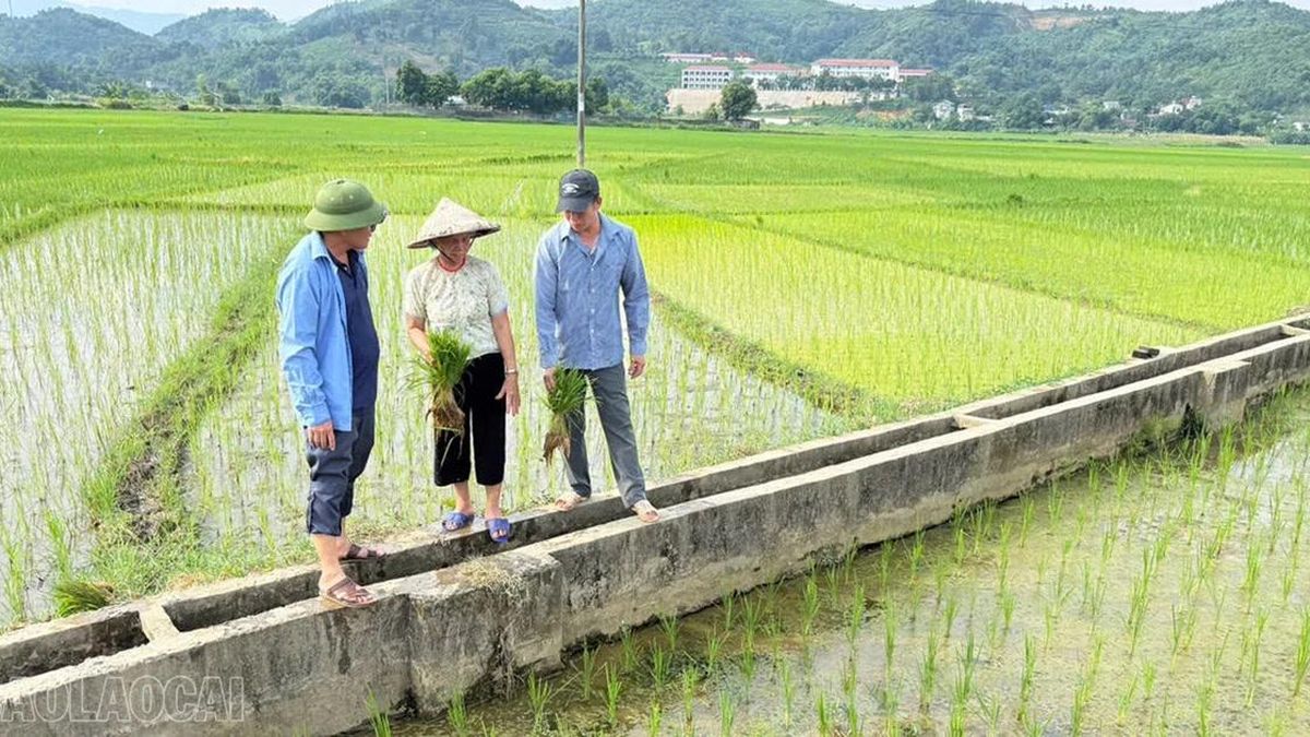 Phân cấp quản lý: Nâng hiệu quả khai thác công trình thủy lợi - Báo Lào Cai