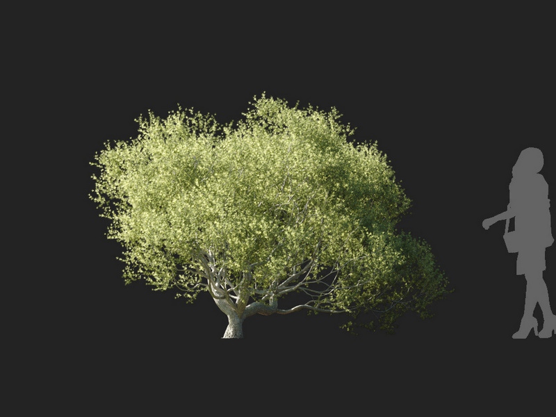 Maxtree - Plant Models Vol.127