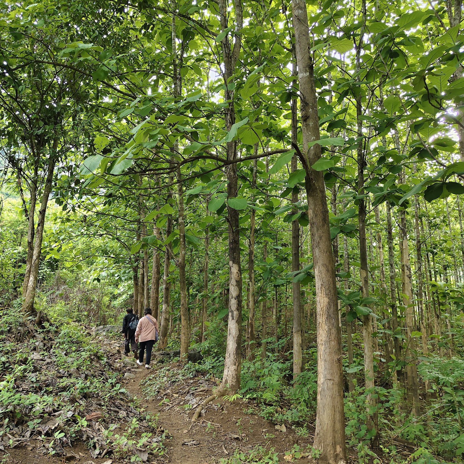 Kuang Si Waterfall Trek — photo 2
